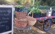 La folaga rossa
